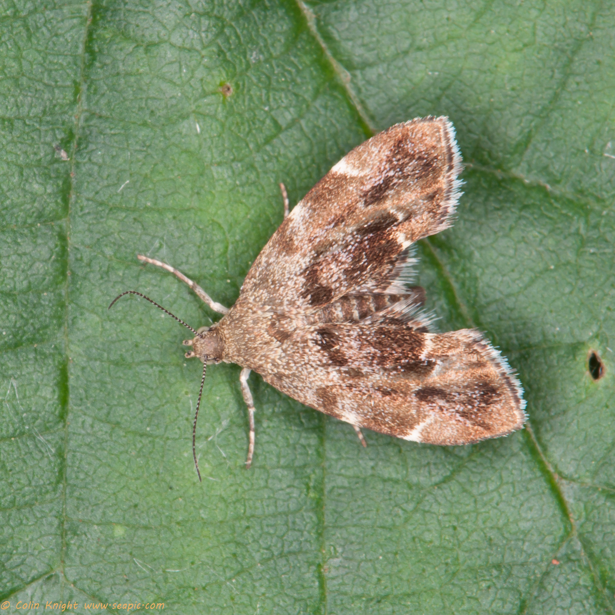 Postcards from Sussex Mill Hill butterflies and Woods Mill moths