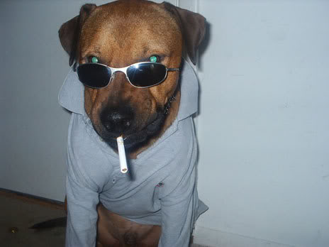 Dogs Wearing Sunglasses New 2013 Pictures | wallpaper hd 1080p