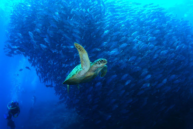 海龟与鱼群