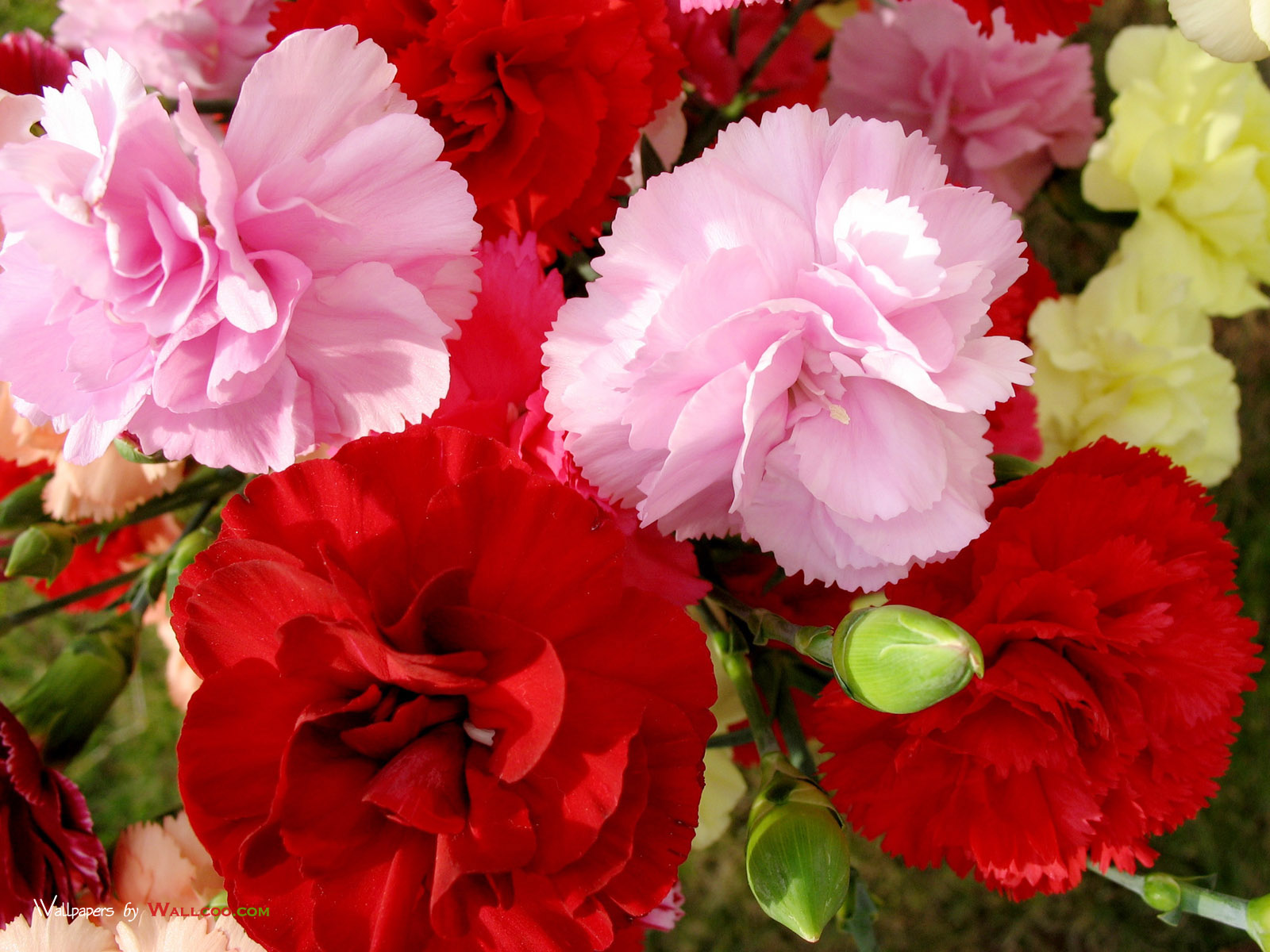 Flower Homes: Carnations Flowers