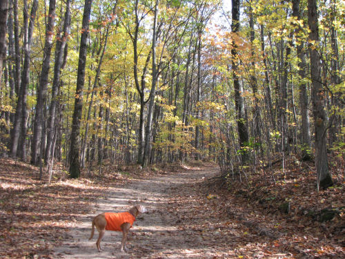 dog in autumn woods