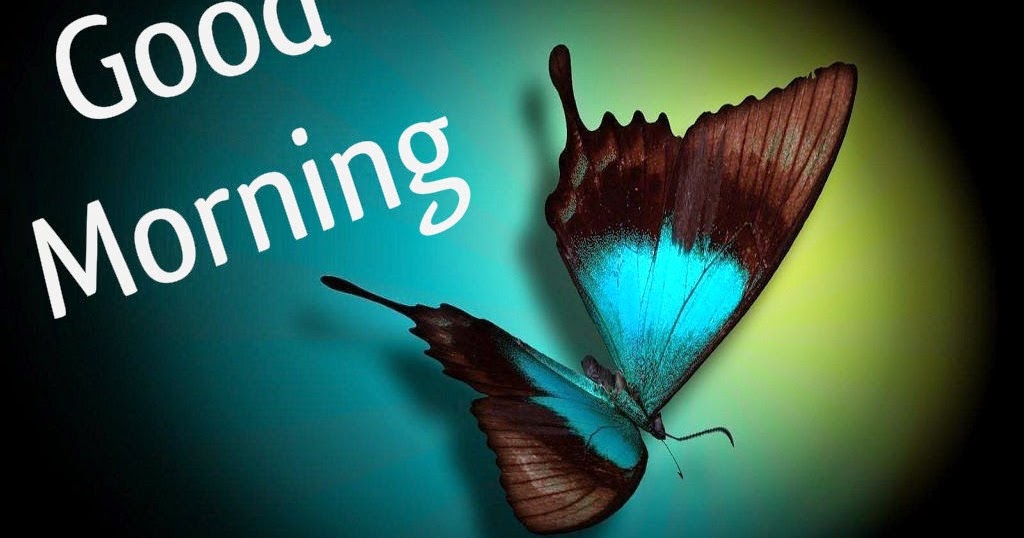 Butterfly Good Morning Photos Images Download Festival Butterfly Good Morning Photos Images Download Festival