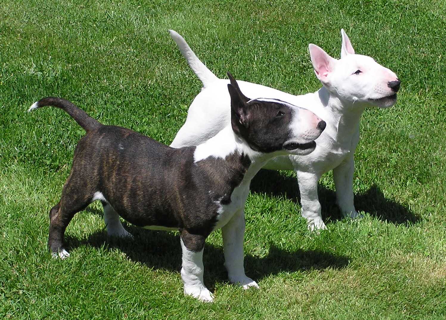 Bull terrier porte pequeno Clearance