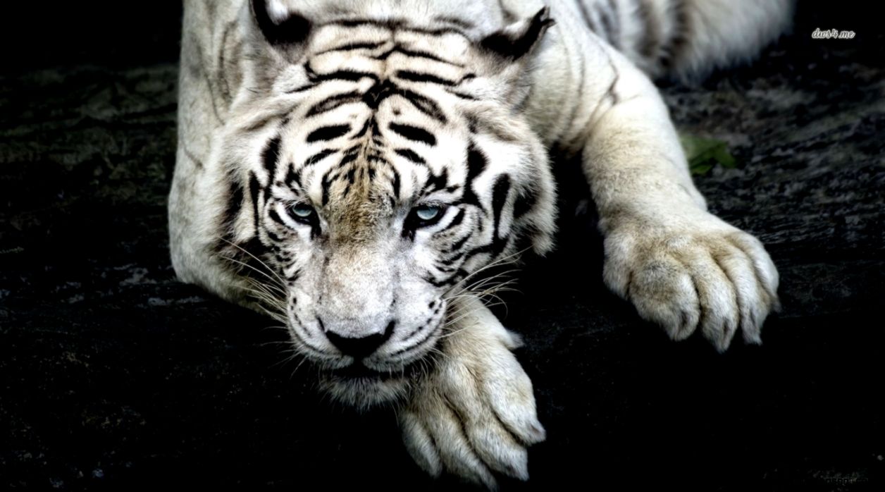 White Tiger Roar Wallpaper | Wallpapers Gallery