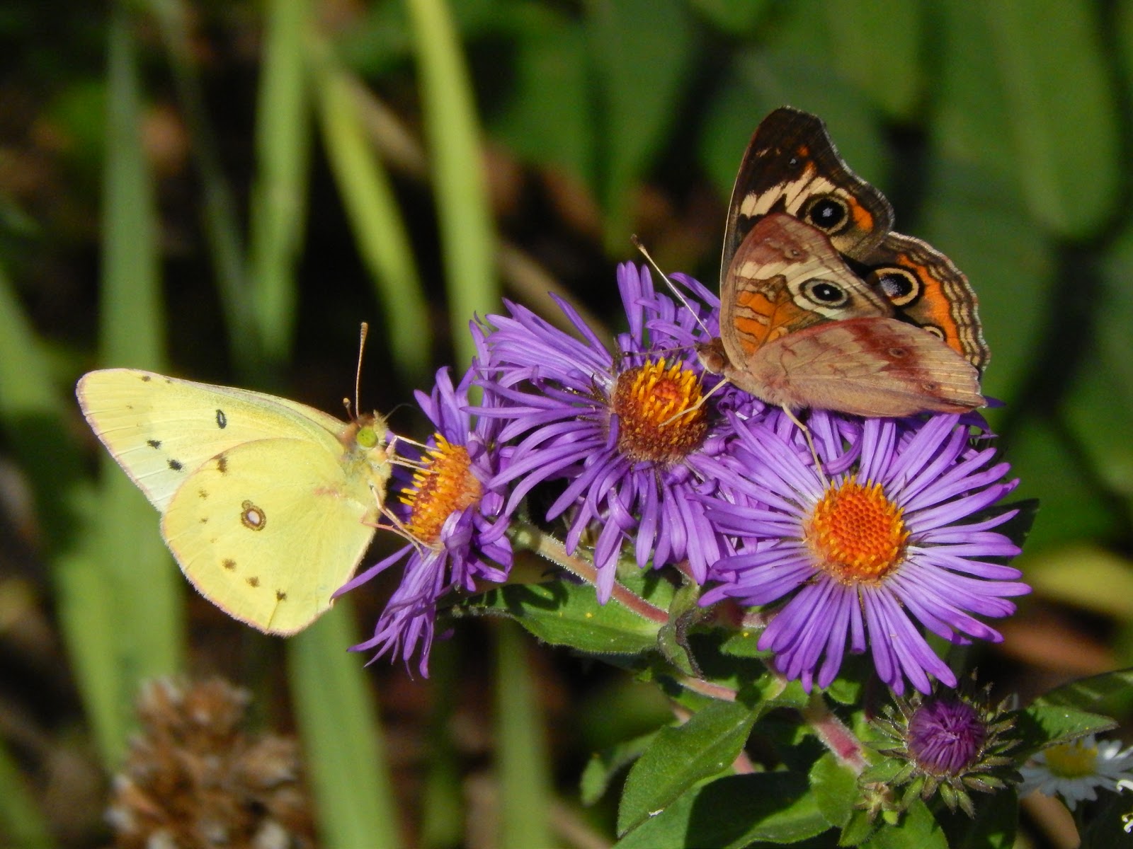 What Type Of Flowers Do Moths Pollinate