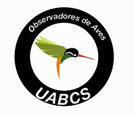 Taller de Observación de Aves UABCS