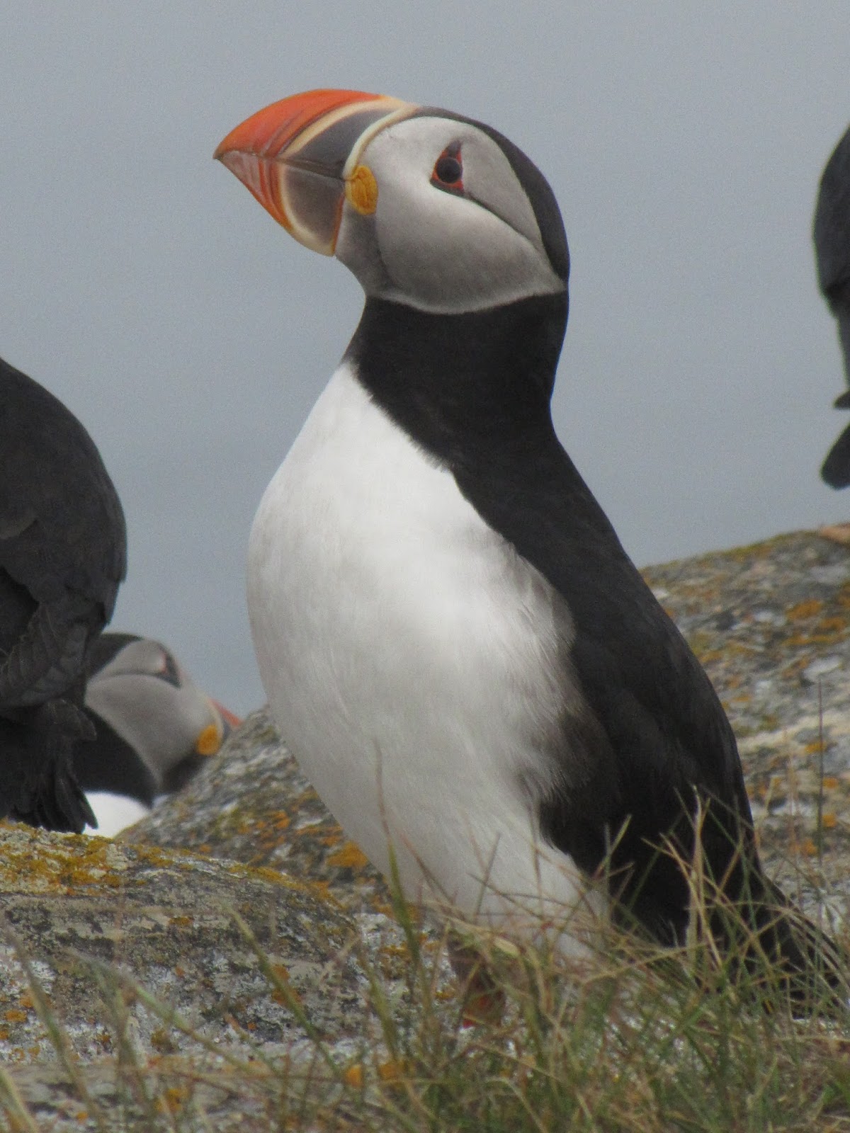 Best Whale Watching Tours in Newfoundland - Trinity Eco Tours