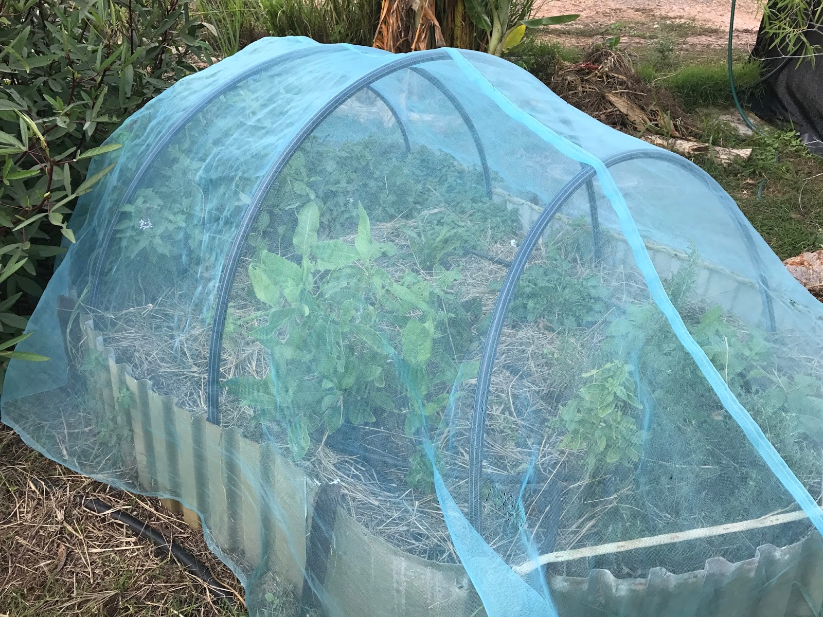 Easy Way To Protect Plants From Sun And Bugs Permaculture Haven Life