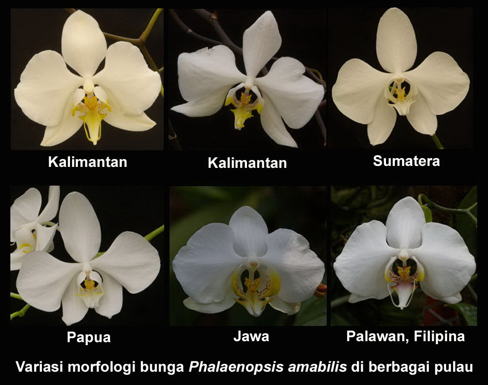 hendraWardhana Mengenal Lebih Dalam Anggrek Phalaenopsis 