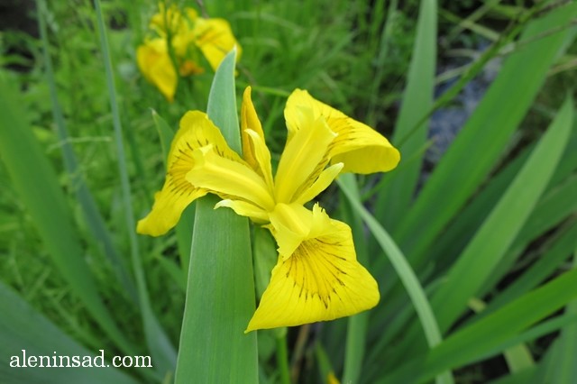 ирис болотный, ложноаировый, Iris pseudacorus, аленин сад