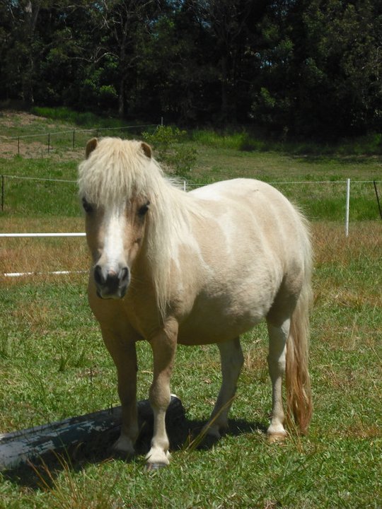 The Australian Quarter Horse