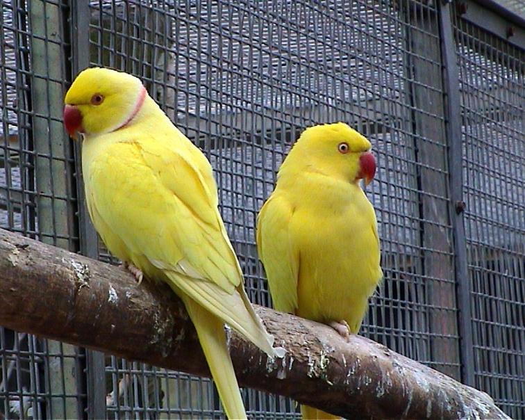Indian Ringneck breeding pair and chicks