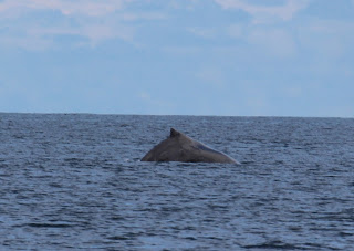 Whale Watching in Haida Gwaii