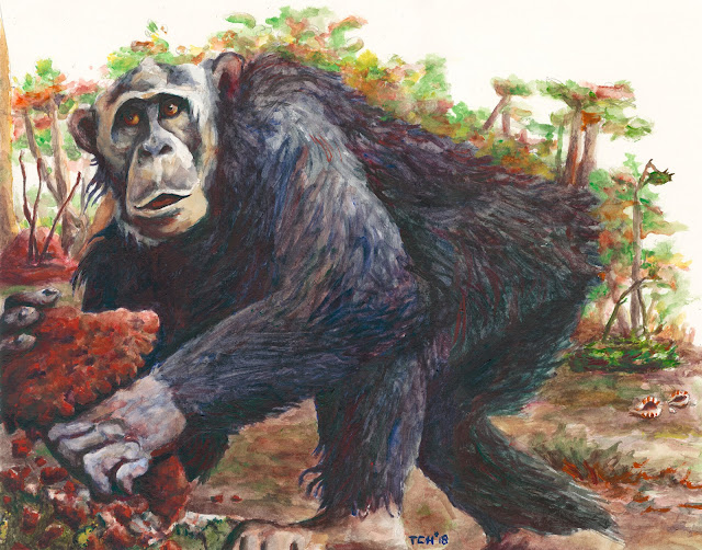 New chimpanzee culture discovered