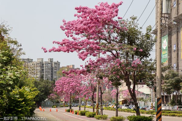 台中南區|和平國小洋紅風鈴木|復興北路自行車道賞風鈴木 台中南區|和平國小洋紅風鈴木|復興北路自行車道賞風鈴木