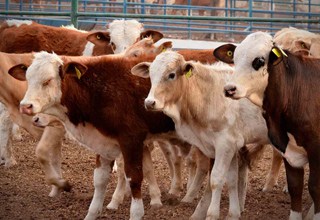 En Gaceta oficial Nº 41267 "Prohíben movilización de animales bovinos en pie hacia las regiones fronterizas" En Gaceta oficial Nº 41267 "Prohíben movilización de animales bovinos en pie hacia las regiones fronterizas"
