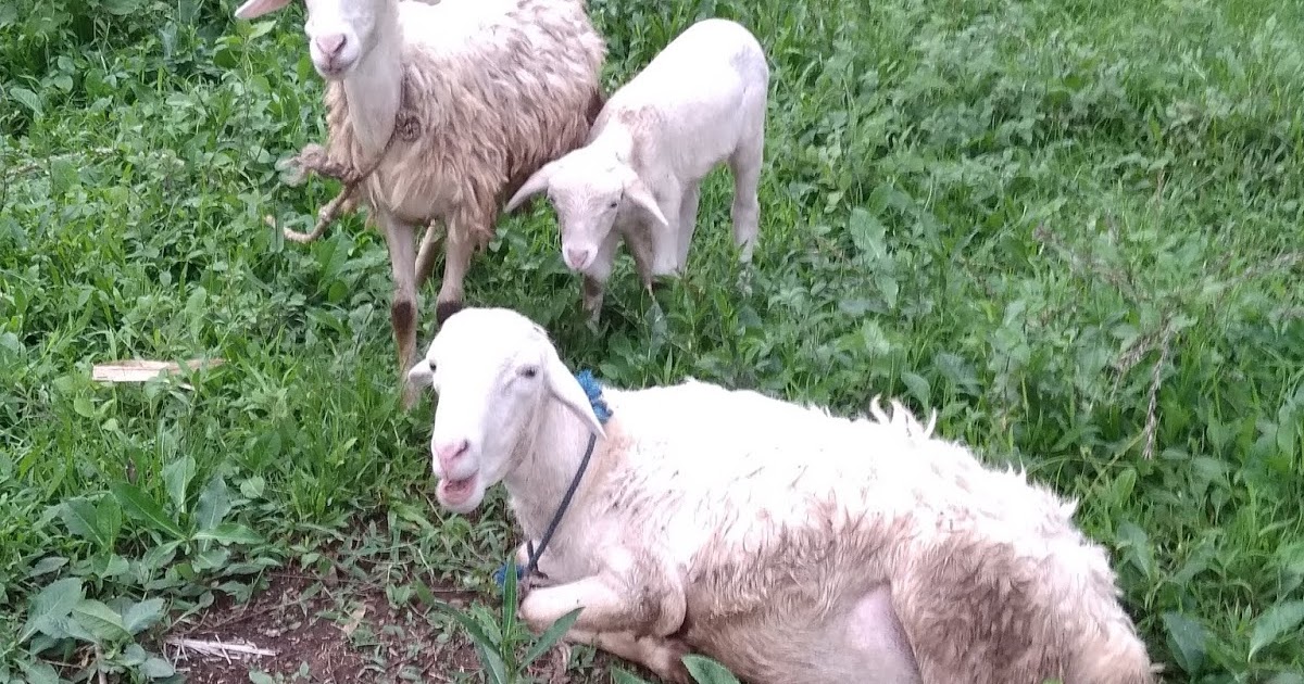 Lady sheep. Lady sheep