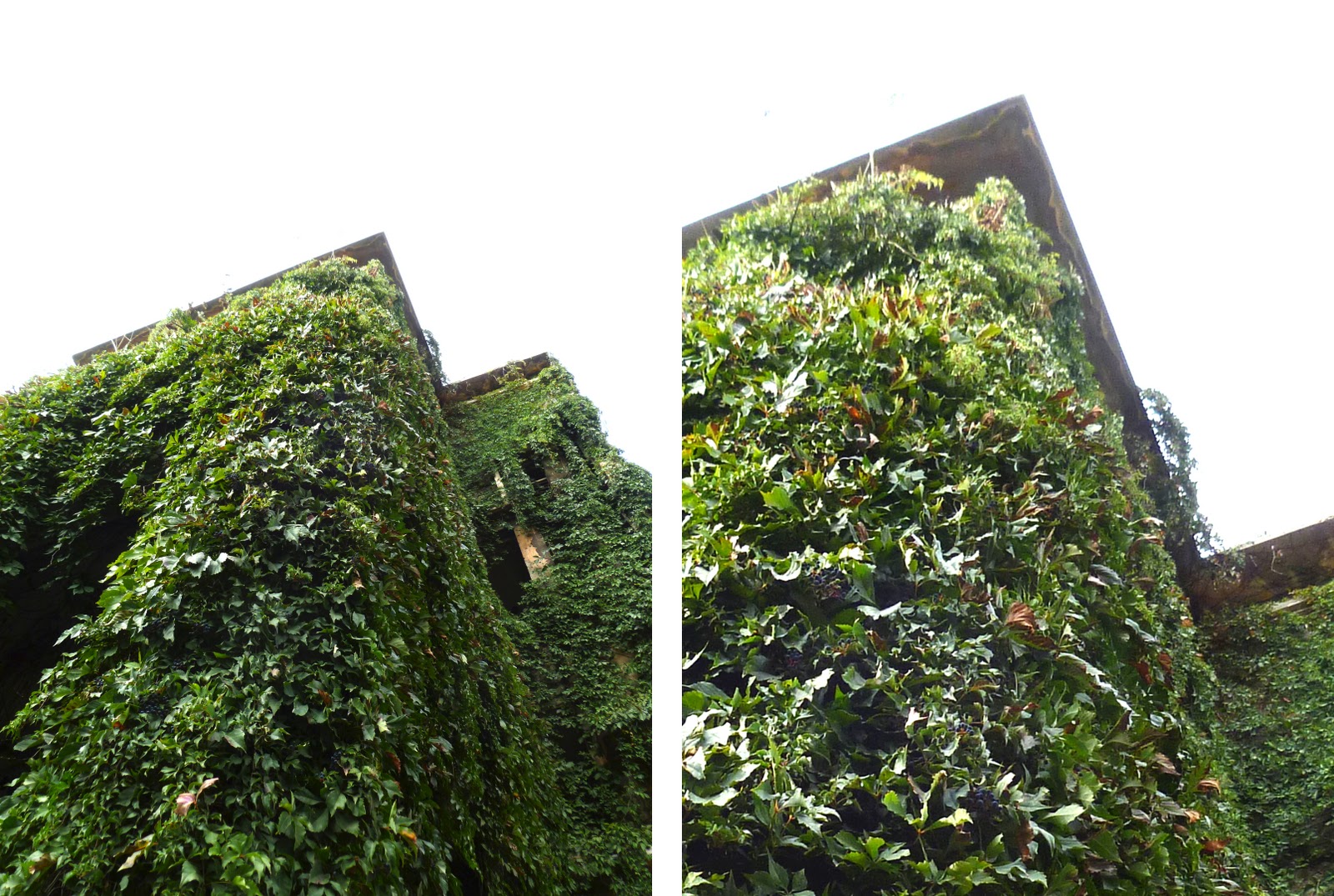 Beirut the Fantastic Leftovers Grow