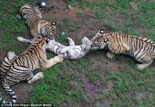 Horrific moment three young tigers attack and eat young cub at Chinese ...