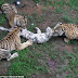 Horrific moment three young tigers attack and eat young cub at Chinese wildlife park 'because they hadn't been fed'