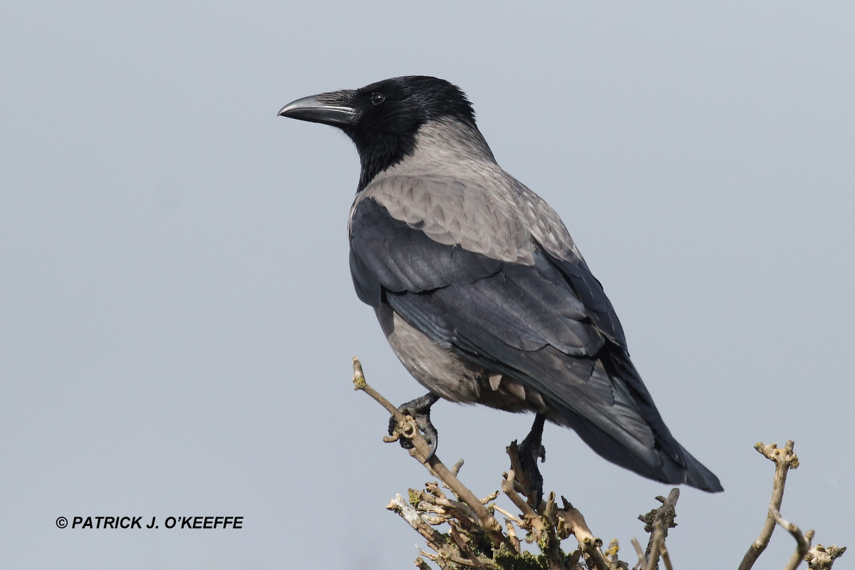 Raw Birds HOODED (GREY) CROW (Corvus tristis) Port Oriel, Clogherhead