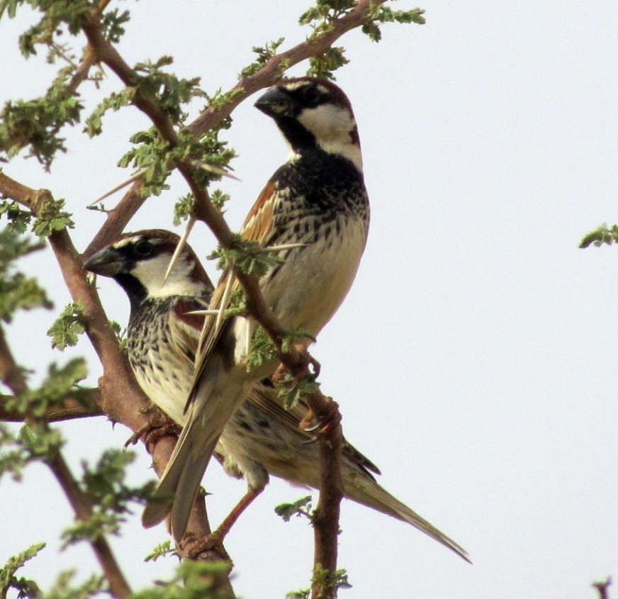Birding for a Lark A huge Spanish sparrow flock