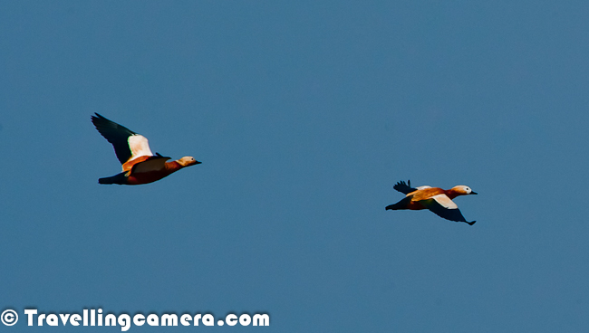 Ruddy Shelduck was first colorful bird which I saw during recent trip to Pong Dam Lake in Kangra Region of Himalayan State of India. These birds were quite attractive and standing out in all other species having more shades of white or black. These birds were one of the most colorful Migratory species at pong during winters, Let's have a quick Photo Journey with Ruddy Shelducks with some information about them...Flying Ruddy Shelducks look amazing as their body shines in sunlight. Their flight seemed almost similar to Bar Headed Goose, although I can be wrong as I have just started observing birds. The main difference I saw is that Ruddy Shelduck can easily be found as couples while Bar headed goose were mainly in large flocks. This can again be an observation from two days of visit to pong where we may have seen very specific nature of these birds, which may not be generally true always. Above two photographs are shot on shoreline of Pong Dam Lake near Meenu Khad which is just next to Nagrota Suriyan !!A flying Ruddy Shelduck near Maharana Pratap Sagar aka Pong Dam Lake in Kangra District of Himachal Pradesh, India. This recent trip was very inspirational as I got an opportunity to meet very passionate Birders from different cities of India and some Wildlife Professionals from Himachal Pradesh. I was accompanying folks from Chandigarh Birding Club and few Wildlife Professionals from Kullu & Chamba. During these two days I could also remember few bird names with their images in my mind :During one of the conversations, someone also told me that Ruddy Shelduck is also known as Brahmani Duck. From name it seems like an Indian version of the name and not sure how popular this name is. But most of the localities knew this bird as Brahmani Duck and one of the reason might be that English names are too difficult for them to be remembered. Such names can easily be forgotten if you are not interested in birds. On the beginning of first day at Pong Dam, I was amazed to see Birders talking about various species and discussing their behaviors, colors etc. At times, information was too specific; like color of primary wings of XYZ bird should be dark black while it was greyish shade c:)Here is one interesting article on WWF website hwere there is a mention about new sighting of Ruddy Shelduck in Arunachal Pradesh. For more details check out - http://www.wwfindia.org/about_wwf/critical_regions/?6140/A-unique-encounter-with-the-ruddy-shelduckMore Information about Ruddy Shelduck can also be checked at - http://www.birdlife.org/datazone/speciesfactsheet.php?id=39The Ruddy Shelduck, Tadorna ferruginea, is a member of the duck, goose and swan family Anatidae. It is in the shelduck subfamily Tadorninae.The Ruddy Shelduck is usually found in pairs or small groups and rarely forms large flocks. However, moulting and wintering gatherings on chosen lakes or slow rivers can be very large.Ruddy Shelduck is a bird of open country and it will breed on cliffs, in burrows, tree holes or crevices distant from water, laying 6-16 creamy-white eggs, incubated for 30 days.There are very small resident populations of this species in north west Africa and Ethiopia, but the main breeding area of this species is from south east Europe across central Asia to Southeast Asia. These birds are mostly migratory, wintering in the Indian Subcontinent.Although Ruddy Shelduck becoming quite rare in southeast Europe and southern Spain... but Ruddy Shelduck is still common across much of its Asian ranges... It may be this population which gives rise to vagrants as far west as Iceland, Great Britain and Ireland. However, since the European population is declining, it is likely that most occurrences in western Europe in recent decades are escapes or feral birds. Although this bird is observed in the wild from time to time in eastern North America, no evidence of a genuine vagrant has been found.It has orange-brown body plumage and a paler head. The wings are white with black flight feathers. It swims well, and in flight looks heavy, more like a goose than a duck. The sexes of this striking species are similar, but the male has a black ring at the bottom of the neck in the breeding season summer, and the female often has a white face patch. The call is a loud wild honking.(Details Courtesy - http://en.wikipedia.org/wiki/Ruddy_Shelduck )