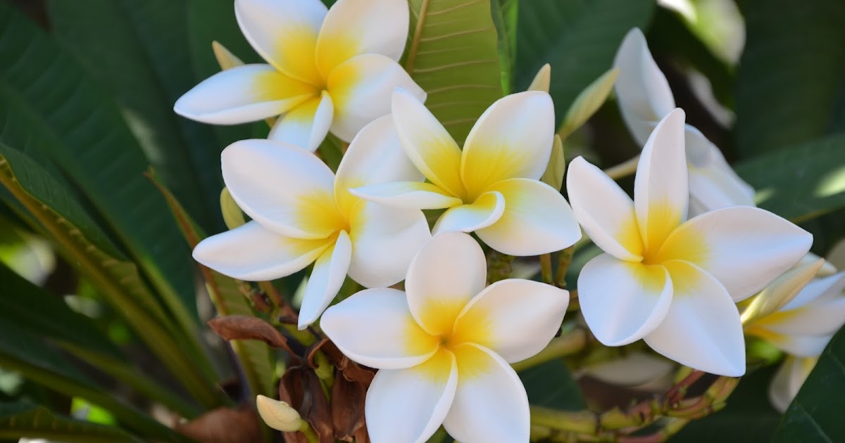 Seed to Feed Me HOW TO GROW A FRANGIPANI TREE