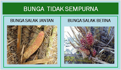 Bunga Pohon salak