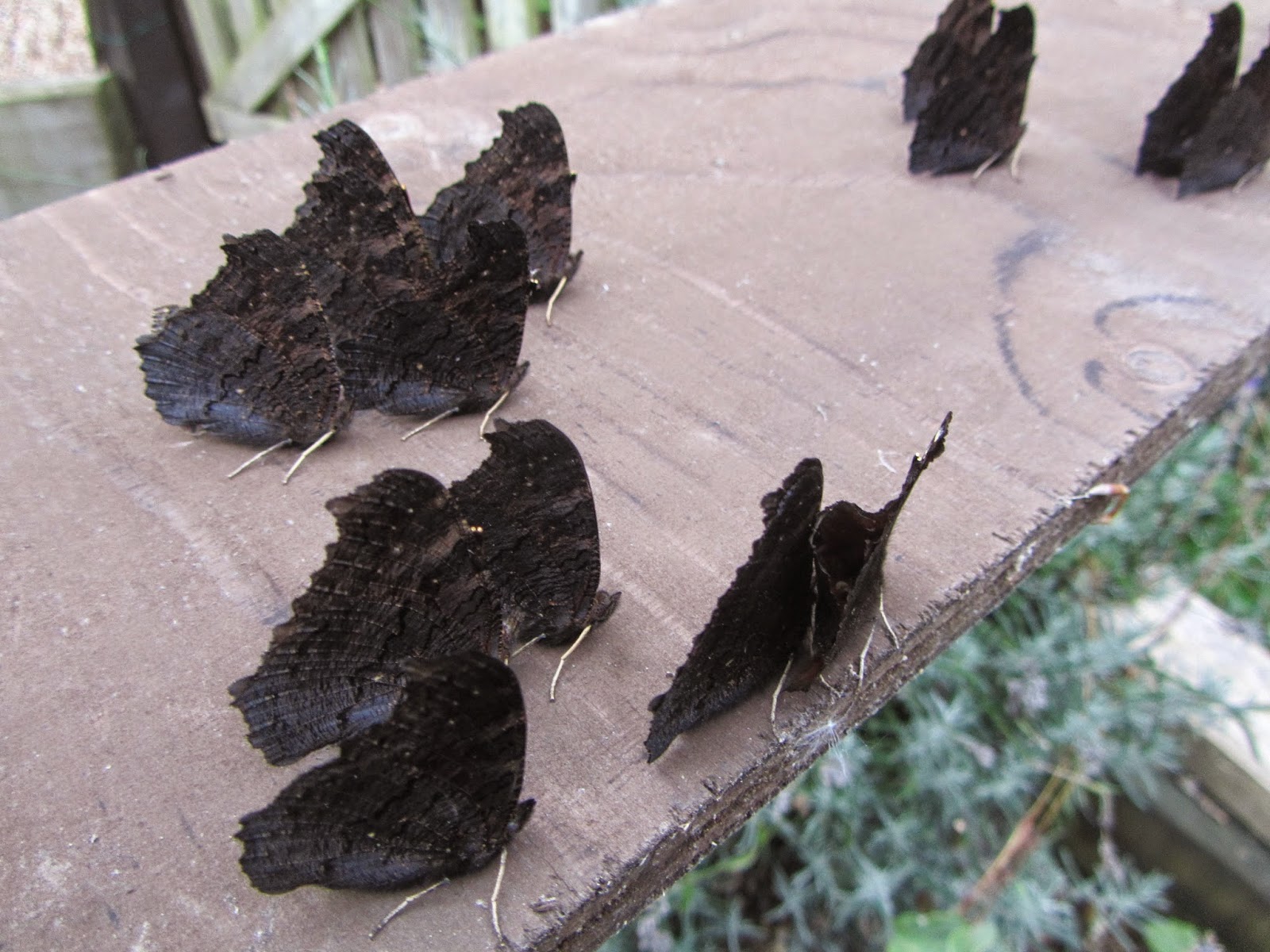 Abington Naturewatch Hibernating Peacock butterflies