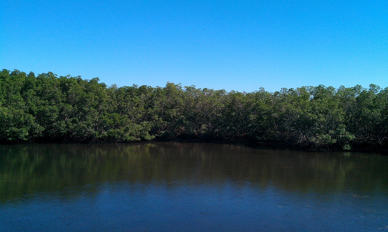 The Tampa Bay Hiker Weedon Island