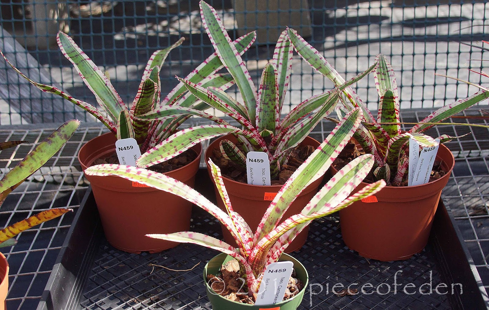 A Visit To Bird Rock Tropicals