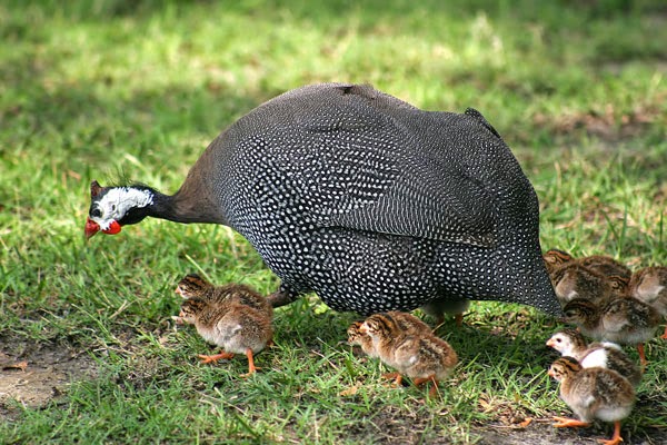  Ayam Mutiara (Guinea Fowl)  