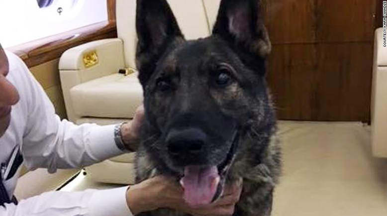 Nuova gaffe per United Airlines: Cane su volo sbagliato, aereo rientra