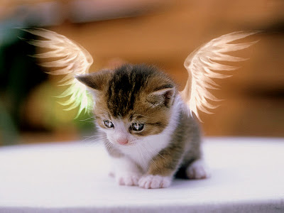 http://3.bp.blogspot.com/-QBpu6TiHPWg/Thvf9TckFnI/AAAAAAAAAAs/bTKx5W43M_c/s1600/Angel_Kitty.jpg
