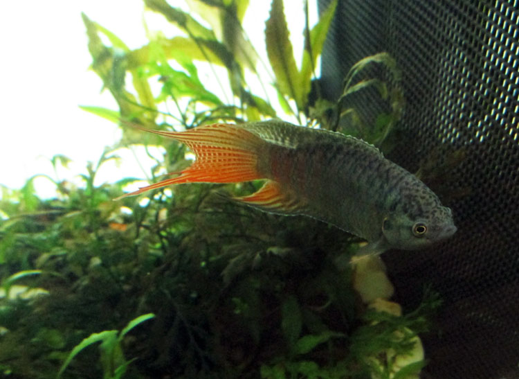 33 long window tank