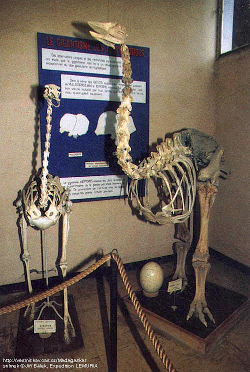 What happens when a nonaccredited paleontology fan blogs Food for thought Omnivore’s dilemma