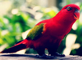 Jenis Burung Kicau Lengkap Dengan Foto dan Namanya