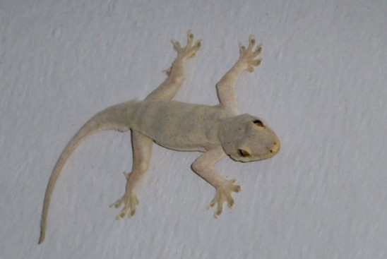 99 Arti Kejatuhan Cicak Di Pundak Kanan Menurut Primbon Dan Islam Ramalan Kejatuhan Cicak