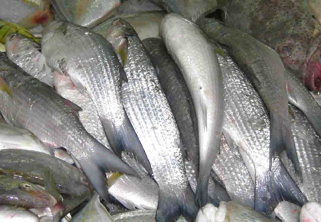 Jenis ikan yang dipelihara di tambak air payau adalah ikan