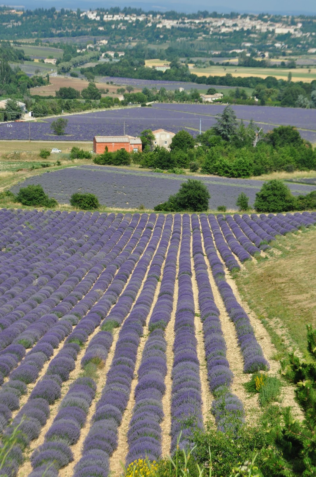 Our House in Provence: Lavender fields in Vaucluse and nearby Drôme ...