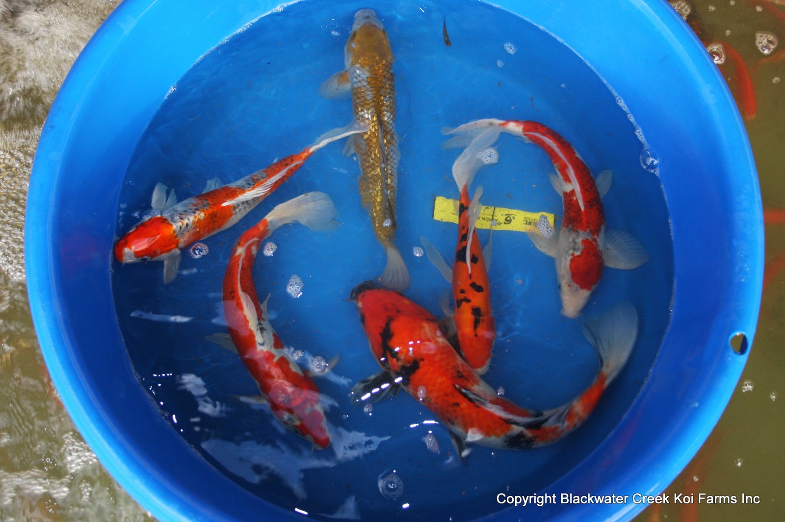 The Blackwater Blog Cheap Koi for Sale