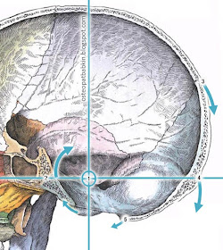 Ось затылочной кости. 1 — ось, 2 — СБС, 3, 4, 5 - движение опорных анатомических ориентиров затылочной кости на фазе флексии Ось затылочной кости. 1 — ось, 2 — СБС, 3, 4, 5 - движение опорных анатомических ориентиров затылочной кости на фазе флексии