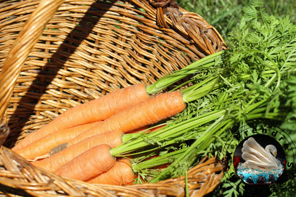 Tout savoir sur les carottes (pas à pas en photos)