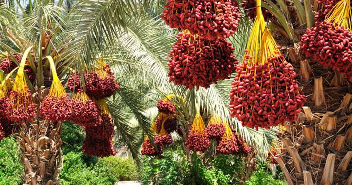 The Definition Of Dates Fruits Name