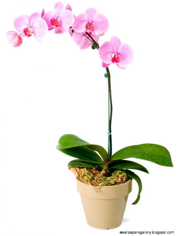 All About Orchids A Belle Fiori Springtime Favorite  Belle Fiori
