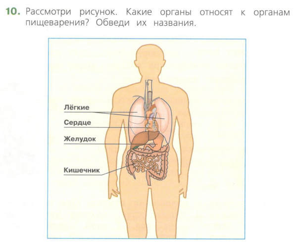 Рассмотрите изображение человека покажи стрелками впр. Изображение тела человека ВПР. Внутренние органы человека ВПР. Желудок и сердце расположение.