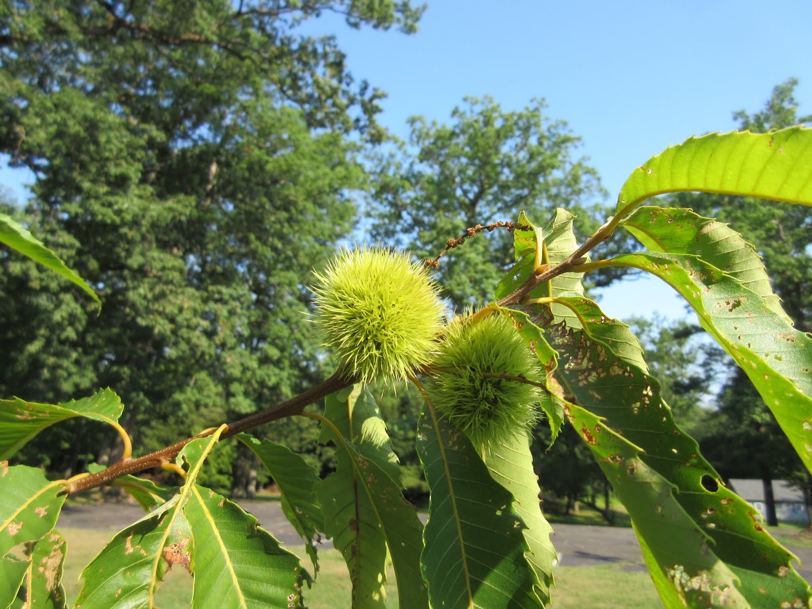 Princeton Nature Notes: Native Chestnut Update