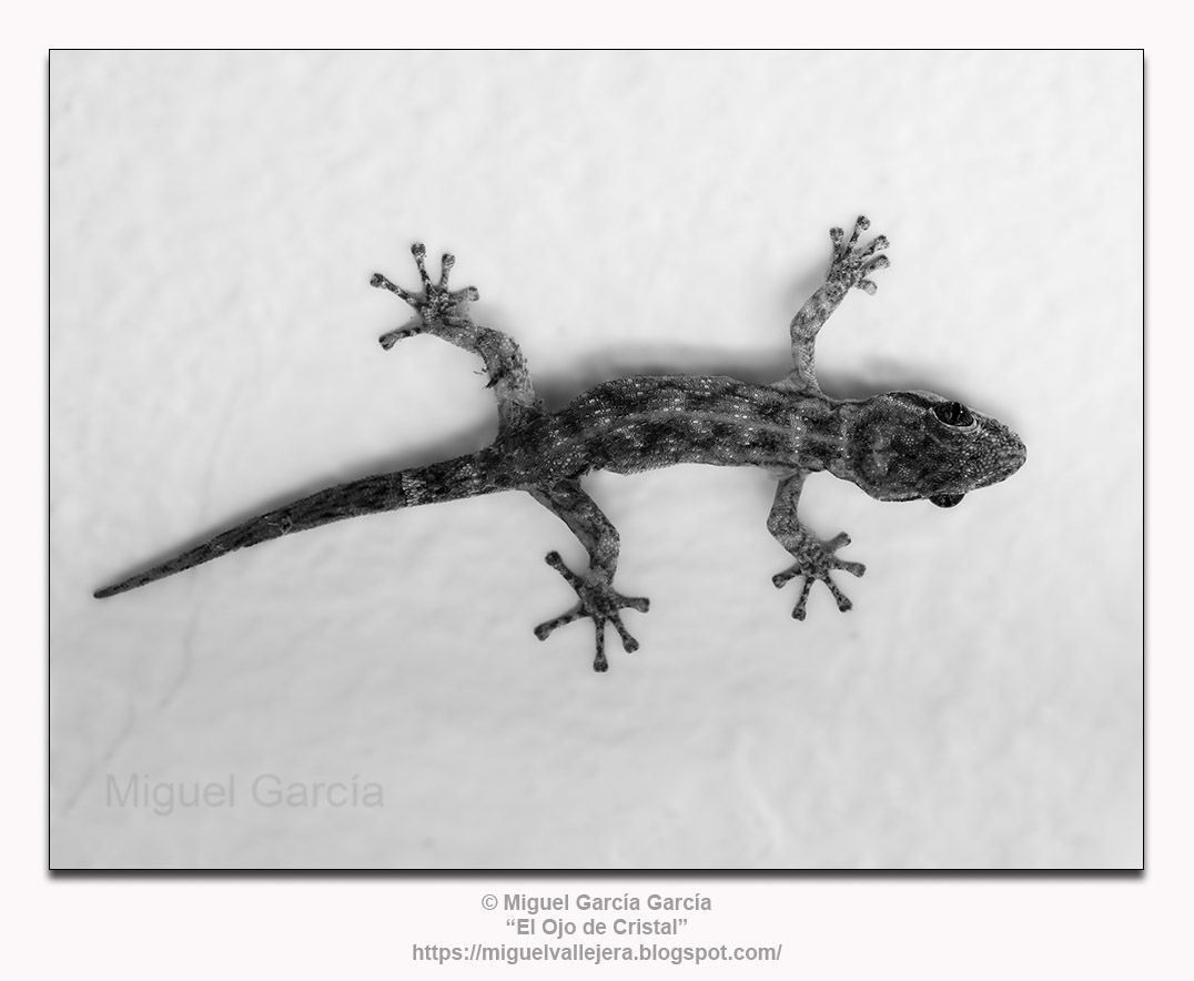 Jañape (Gecko)
