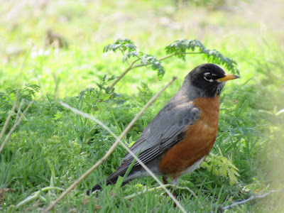 Klamath Basin National Wildlife Refuges California birding hotspot